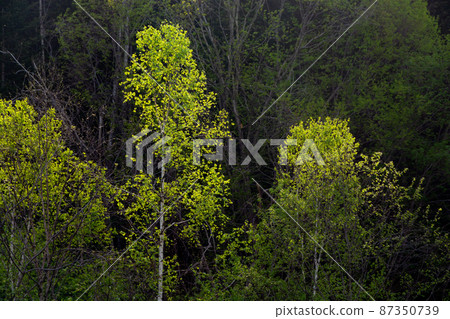 Shining fresh green birch tree 87350739