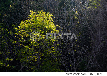 Shining fresh green tree 87350740