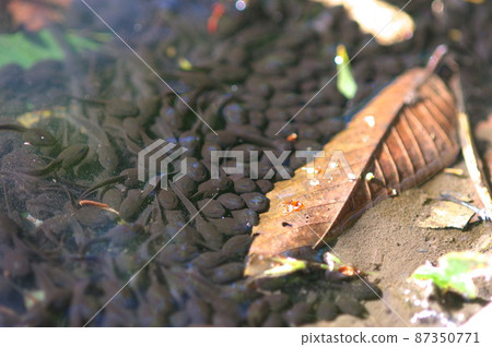 蟾蜍蝌蚪的大集合 87350771