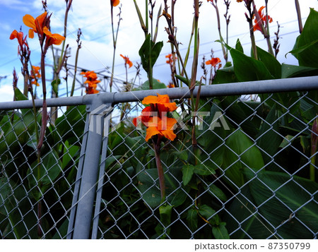 大原的風景 87350799