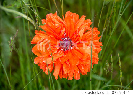 Close up of red poppy flower, stamen. Red poppy head on green background 87351465