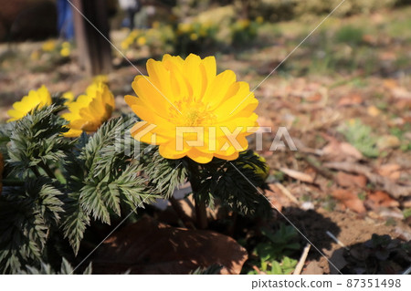 Adonis ramosa Fukujusou 87351498