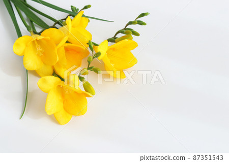 Bouquet of freesia 87351543