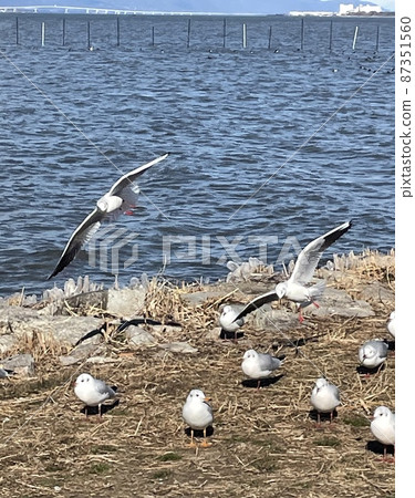 Migratory birds of Lake Biwa 87351560