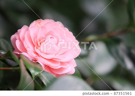 Double-flowered camellia camellia flower 87351561