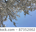 從下面向上看的櫻桃樹和藍天 87352002