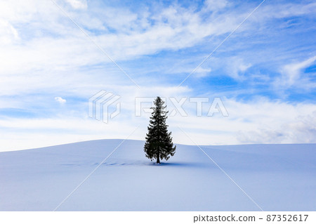 [Biei-cho, Hokkaido] Blue sky, clouds and Christmas tree 87352617