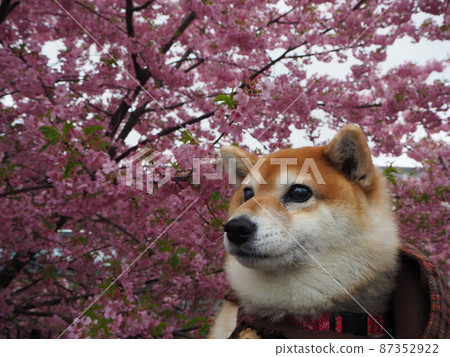 Shiba Inu and Sakura Kawazu 87352922