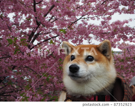 Shiba Inu and Sakura Kawazu Shiba Inu and Sakura Kawazu 87352923