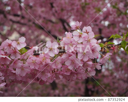 Kawazu cherry tree of Yodo river Kawazu cherry tree of Yodo river 87352924