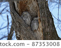 Ezo owls lined up in tree hollows with a happy expression 87353008