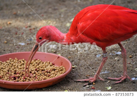 Bright red bird feeding Stock Photo 87353073 PIXTA