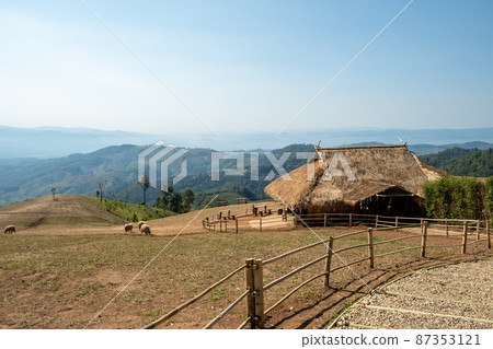 Sheep Farm on Doi Chang, Chiang Rai, Thailand 87353121