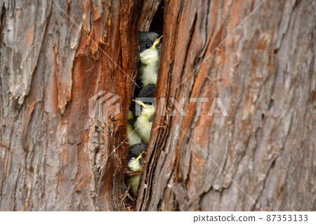 偉大的山雀小雞從穆羅的巢穴中出來 偉大的山雀小雞從穆羅的巢穴中出來 87353133