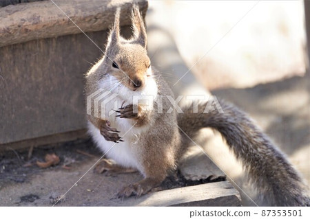 A squirrel with a cotton beard A squirrel with a cotton beard 87353501