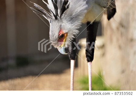 An eagle that stretches its neck down An eagle that stretches its neck down 87353502