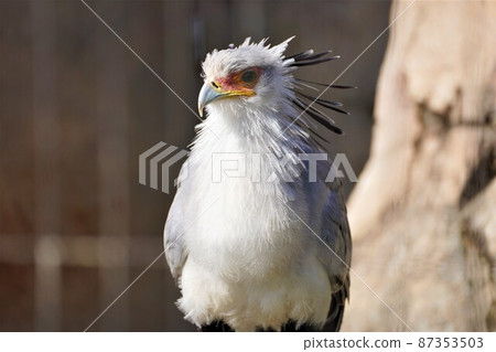 酷鳥（鷹） 87353503