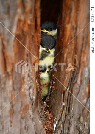 Great tit, Hina, Juniper's nest, three brothers overlap 87353713