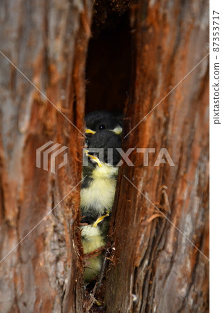 來自Muro的巢穴的大山雀Hina兄弟 來自Muro的巢穴的大山雀Hina兄弟 87353717