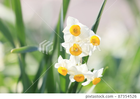 水仙 水仙 水仙花 早春的水仙花 87354526