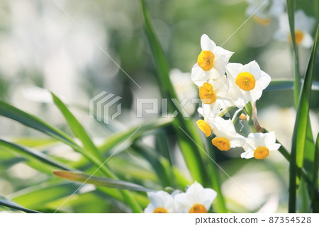 水仙 水仙 水仙花 早春的水仙花 87354528