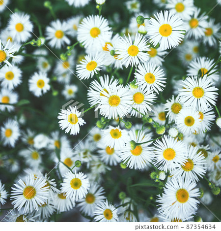 Beautiful blooming Summer meadow with chamomile flowers 87354634