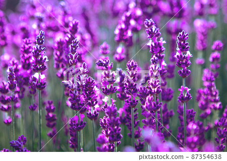blooming Lavender flower field at sunset rays blooming Lavender flower field at sunset rays 87354638