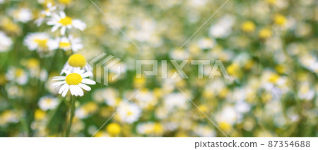 banner with medical roman Chamomile flowers Field banner with medical roman Chamomile flowers Field 87354688