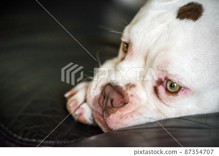 American Bully puppy dog lies on sofa inside 87354707