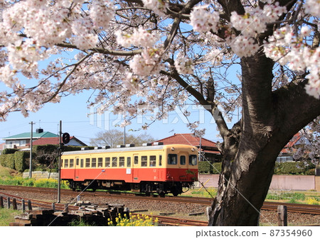 A diesel car passes by the cherry blossoms in full bloom on the Kominato Railway in Chiba Prefecture. A diesel car passes by the cherry blossoms in full bloom on the Kominato Railway in Chiba Prefecture. 87354960