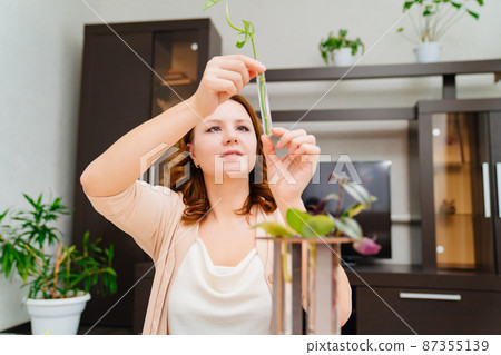 woman roots indoor plant sprouts in special glass flasks. housewife grows plants 87355139