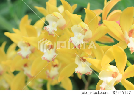 Cymbidium western orchid breeding 87355197