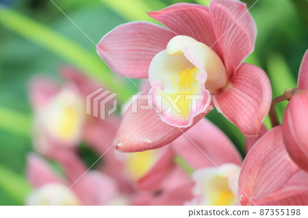 Cymbidium western orchid breeding 87355198