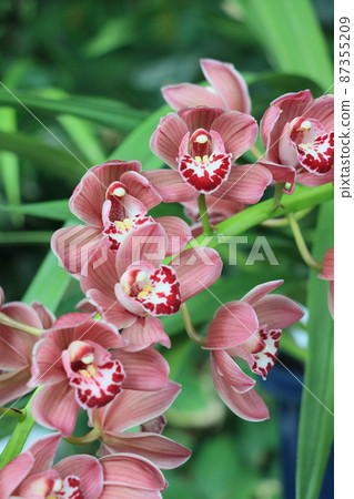 Cymbidium western orchid breeding 87355209