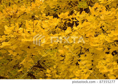 立花寺的大銀杏 87355277