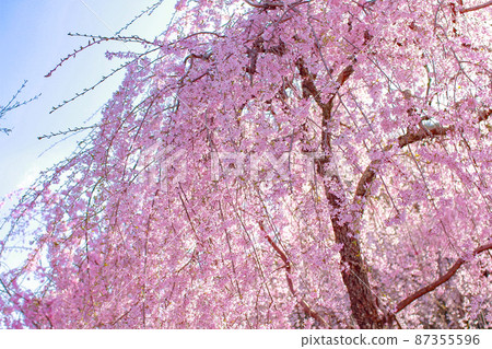 從下面看垂枝櫻花 從下面看垂枝櫻花 87355596
