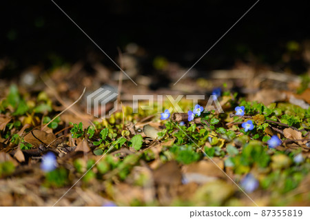 開花在公園的波斯speedwell 87355819