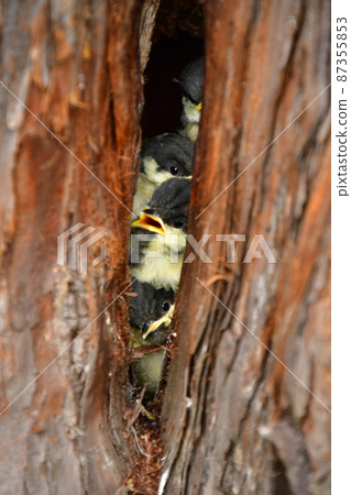 Great tit, chick, juniper in the nest, four overlapping Great tit, chick, juniper in the nest, four overlapping 87355853