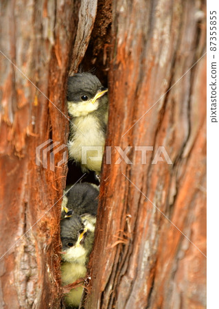Climb the three brothers in the nest of great tit Hina Muro 87355855