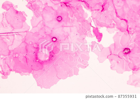 Anatomy and Histological Ovary, Testis and Sperm human cells under microscope. 87355931