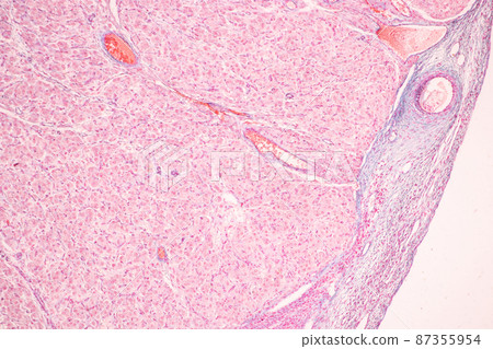 Anatomy and Histological Ovary, Testis and Sperm human cells under microscope. 87355954