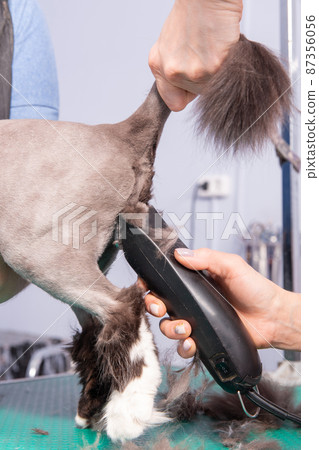 Cat grooming in pet beauty salon. Cat grooming in pet beauty salon. 87356056