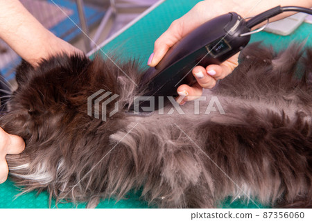 Cat grooming in pet beauty salon. Cat grooming in pet beauty salon. 87356060