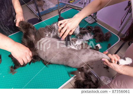 Cat grooming in pet beauty salon. 87356061