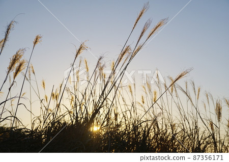 Susuki和夕陽 87356171