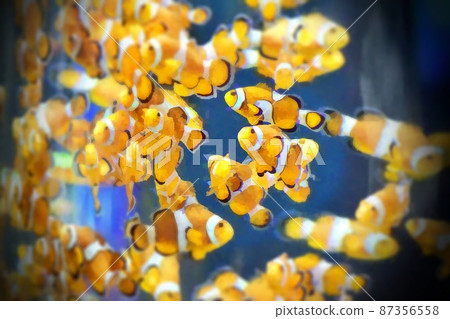 Flock of anemone fish 87356558