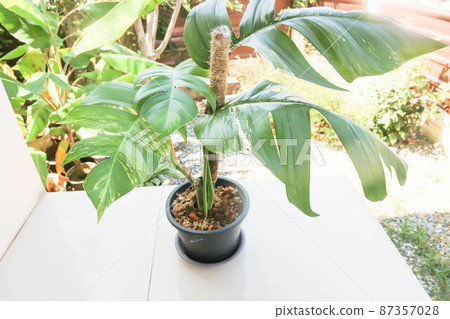 Epipremnum,Epipremnum Pinnatum Variegata or Epipremnum pinnatum variegated albo. Epipremnum,Epipremnum Pinnatum Variegata or Epipremnum pinnatum variegated albo. 87357028
