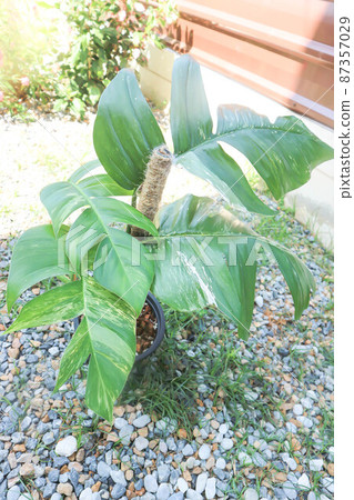 Epipremnum,Epipremnum Pinnatum Variegata or Epipremnum pinnatum variegated albo. Epipremnum,Epipremnum Pinnatum Variegata or Epipremnum pinnatum variegated albo. 87357029