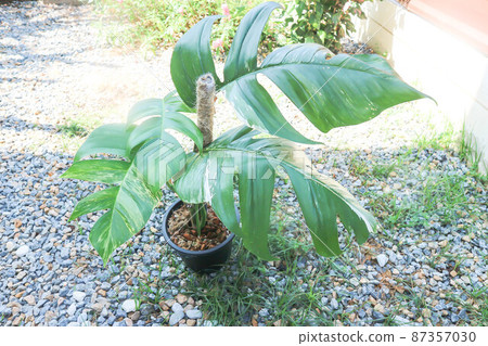 Epipremnum,Epipremnum Pinnatum Variegata or Epipremnum pinnatum variegated albo. 87357030