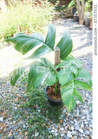 Epipremnum,Epipremnum Pinnatum Variegata or Epipremnum pinnatum variegated albo. 87357031